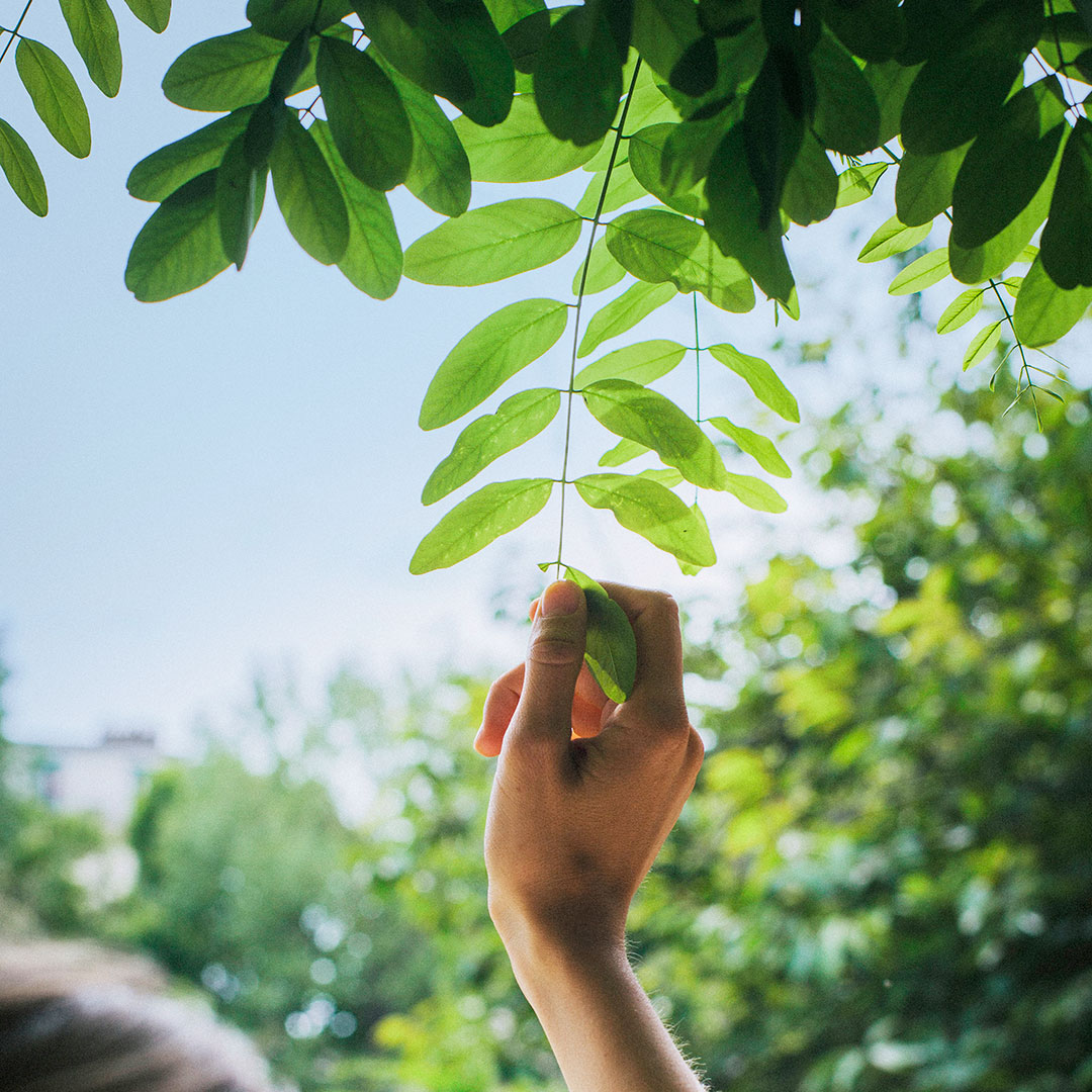leaf_grab_san_lazzaro_city_green.jpg Mano che afferra una foglia in un contesto naturale